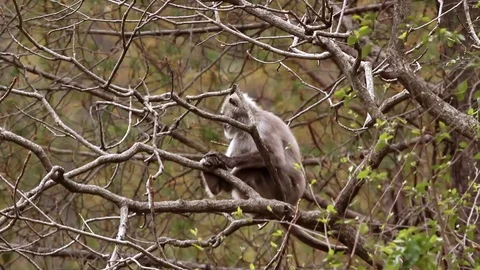 Lone wild Himalayan langur monkey sits on tree branch 스톡 동영상 102535014