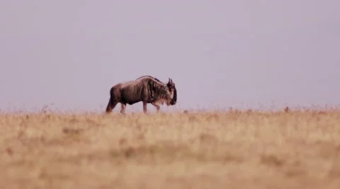 Lone Wildebeest Walking the Plains Stock Footage 41607486