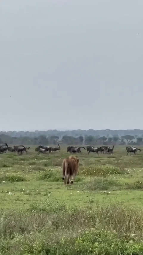 A lone wildebeest walking through the vast grasslands of the serengeti Видео 335491893