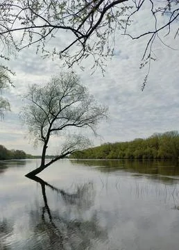Lone willow tree leaning over the water with reflection. Fotos de archivo