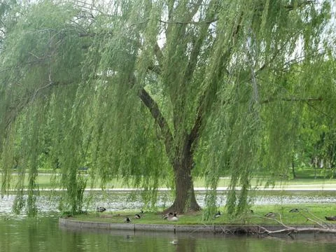 A Lone Willow Tree at the Water's Base 4k Stock-Fotos