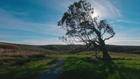Lone Windblown Tree on Hillside Trail in Point Reyes, California Stock Footage 322682160