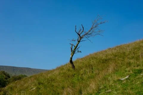Lone windswept dead tree on a grassy hill 库存照片