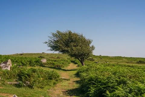 Lone windswept tree beside pathway through ferns and bracken on Bodmin Moor Stock-Fotos