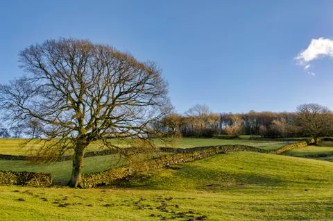 A lone winter tree by a dry stone wall Stock Photos