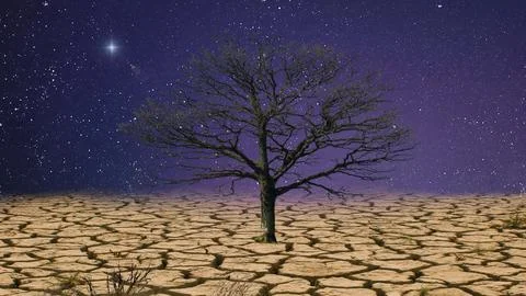 A lone withered tree sticking out of the dry and cracked earth, against Stock Illustration