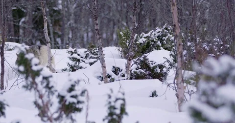 Lone wolf at a approaching in beautiful winter forest Stock Footage