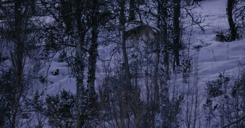 Lone wolf approaching in the forest a cold winter night Stock Footage 79971170