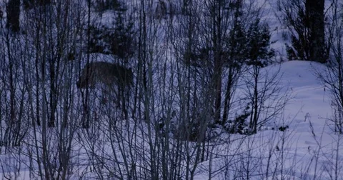 Lone wolf approaching in the forest a cold winter night Stock Footage 79971233
