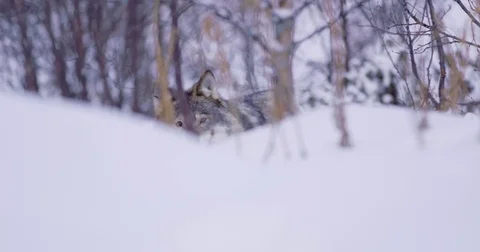 Lone wolf approacing in beautiful winter forest Stockbeeldmateriaal 73657771
