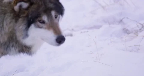 Lone wolf in beautiful winter forest Stockbeeldmateriaal 73657733