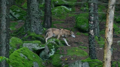 A lone wolf (Canis lupus) walking through a dark spruce forest in the rain Stock Footage 297740416
