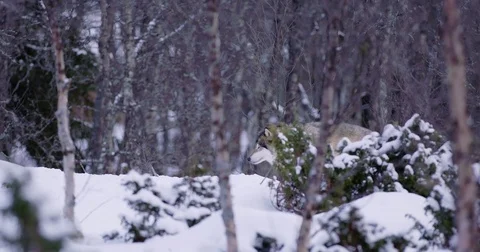 Lone wolf at a distance in beautiful winter forest Stock Footage 73657681