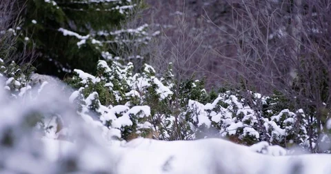 Lone wolf at a distance in beautiful winter forest Stockbeeldmateriaal 76522294