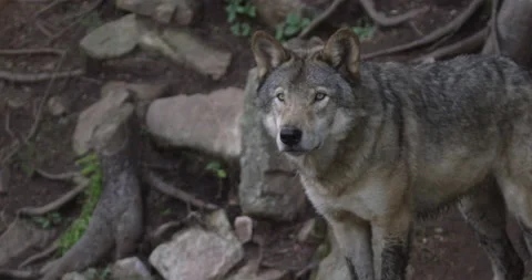 Lone wolf in the forest slow motion stance Video stock 146149304
