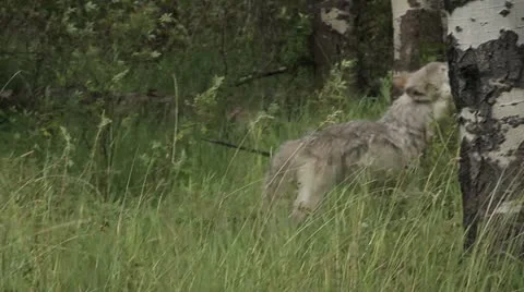 Lone wolf howling Stock Footage 21887689