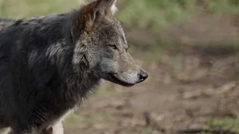 A lone wolf moves slowly in the soft morning sun, blending into the leafles.. Video stock 303628153