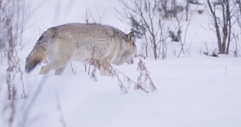 Lone wolf patrolling the forest in the winter Stock Footage 95289402
