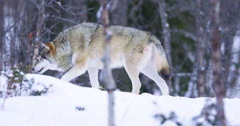 Lone wolf patrolling pack territory Stock Footage 72321857