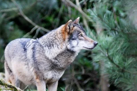 Lone wolf Stock Photos