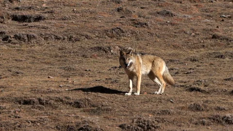 Lone Wolf on Plateau Meadow Video Stock-Footage 320586108
