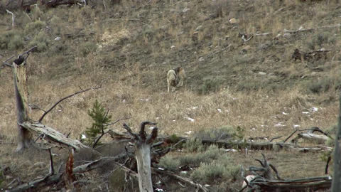 Lone Wolf Searching For Prey On Mountain Slope Stock Footage 130225905