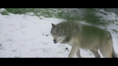 Lone wolf in snowy forrest Stock Footage 270776819