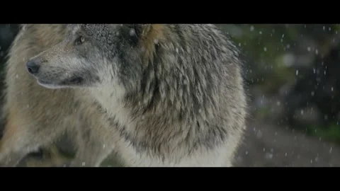 Lone wolf in snowy forrest Vidéo 270777624