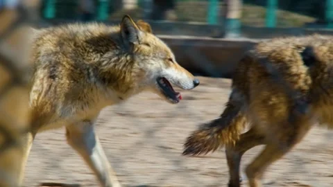 Lone Wolf Standing in Snow Observing Surroundings 動画素材 263305998