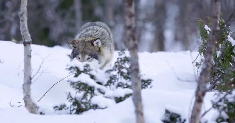 Lone wolf walking in cold winter forest Stock Footage 72321683