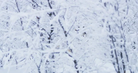 Lone wolf walking in cold winter forest Stockbeeldmateriaal 86646707