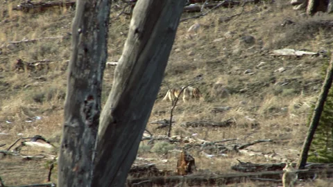 Lone Wolf Walking On Mountain Slope Stock Footage 130222011