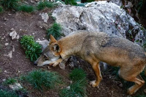 Lone wolf in the woods Stock Photos