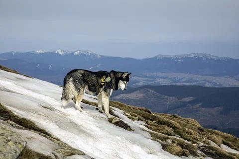 A lone wolfdog silhouetted against a dramatic mountain backdrop, capturing .. Stock Photos
