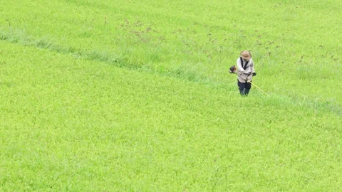 Lone worker trims grass and weeds in a Japanese rice field. Stock Footage 282881887