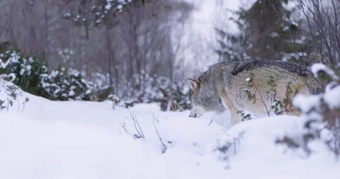 Lone wounded wolf walking in cold winter forest Stock Footage 95247864