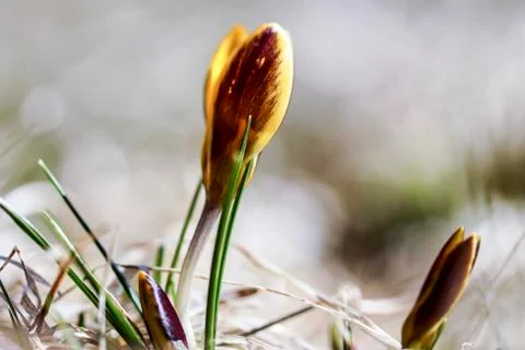 A lone yellow Crocus in spring,grows in the dry grass Stock Photos