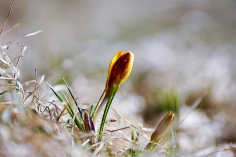 A lone yellow Crocus in spring,grows in the dry grass Stock Photos
