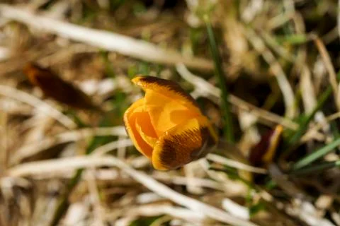 A lone yellow Crocus in spring,grows in the dry grass Stock Photos