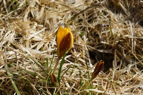 A lone yellow Crocus in spring,grows in the dry grass Stock Photos