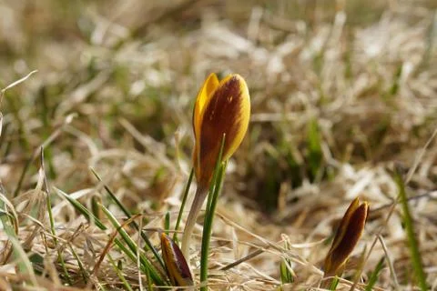 A lone yellow Crocus in spring,grows in the dry grass Stock Photos
