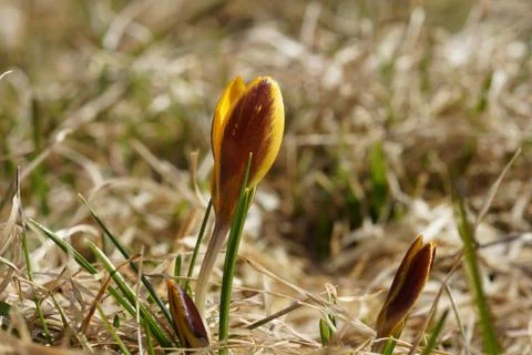 A lone yellow Crocus in spring,grows in the dry grass Stock Photos