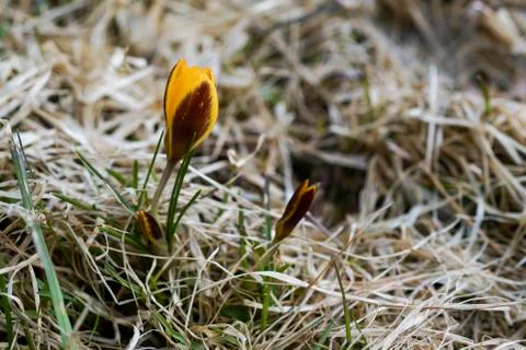 A lone yellow Crocus in spring,grows in the dry grass Stock Photos