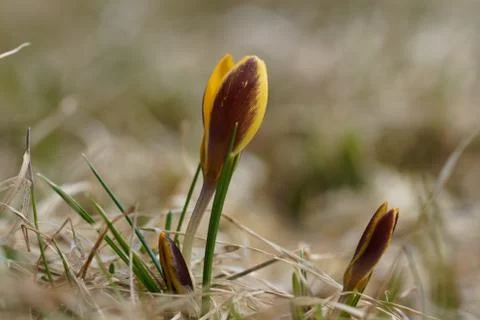 A lone yellow Crocus in spring,grows in the dry grass Foto stock