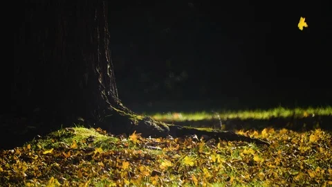 Lone yellow leaf floats down in slow mo, landing on a pile of leaves during fall Stock Footage 118569100