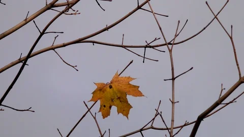 A lone yellow leaf of maple sways in the wind framed by bare tree branches Stock-Footage 117926892
