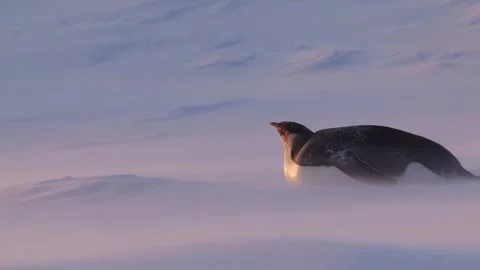 Lone young emperor penguin lying on the snow. Antarctica Stock-Footage 321611228