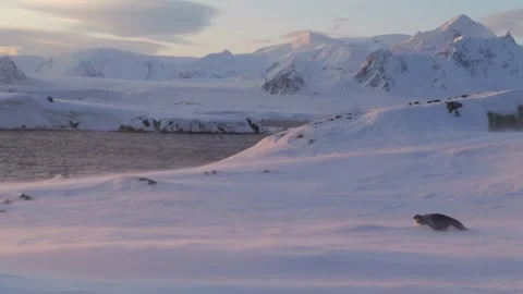 Lone young emperor penguin lying on the snow. Antarctica Stock-Footage 321611229