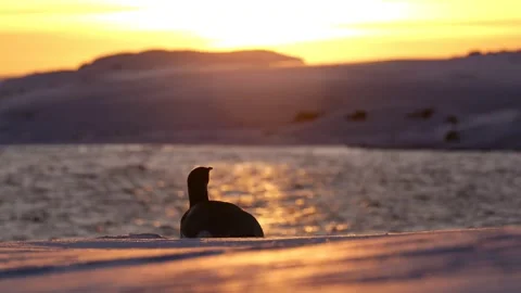 Lone young emperor penguin lying on the snow. Antarctica Stock-Footage 321611232