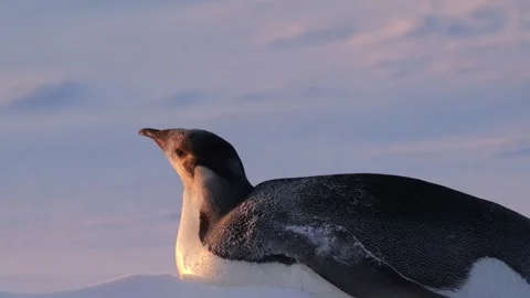 Lone young emperor penguin lying on the snow. Antarctica Stock-Footage 321611233